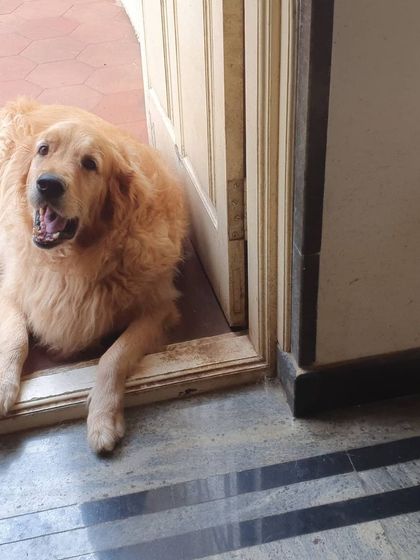 The Urban Dawg - In-Home Dog Boarding Home Comforts: No Cages, Just Cuddles photo 10