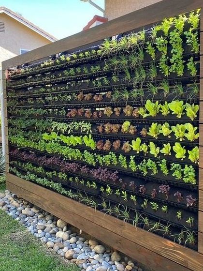 A freestanding vertical garden used to grow herbs and lettuces. This is a perfect example of functional green design, combining aesthetics with urban farming in a backyard setting.