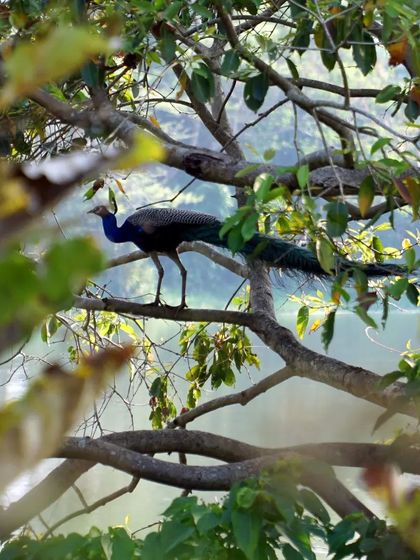 A peacock perches in a tree, observing the morning activities. Sharing our space with such graceful wildlife is a constant source of joy and wonder for our guests and staff.