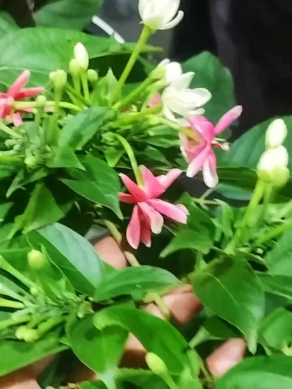 A close-up of the Madhumalti flowers, which transition from white to pink to red. Their sweet fragrance is especially strong in the evening.