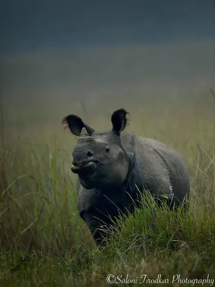 That feeling when the weekend is over. This Greater One-horned Rhino in Dudhwa seems to be emerging into the world with a bit of a grumpy face, a mood I think we can all relate to on a Monday morning.