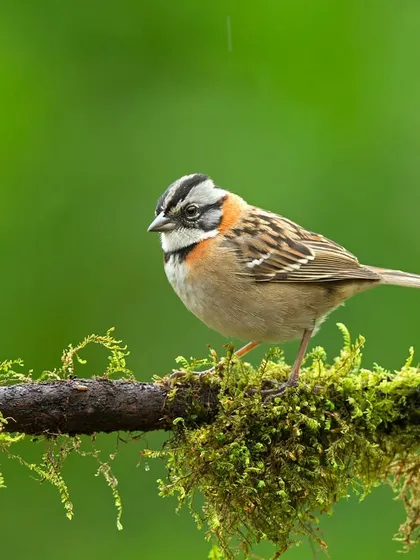 A Rufous-collared Sparrow from Costa Rica, its distinctive striped head and rufous collar on full display. This small bird is a common but charming sight in the highlands.