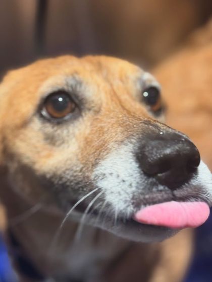 This little one is a bit unsure, and that's perfectly okay. I work with many anxious dogs, using patience and a calm approach to make the pet bathing experience a safe and reassuring one.