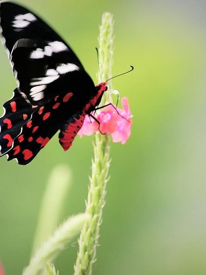 Discovery Village Resorts - Nature-based Getaways & Stays Wildlife Encounters & Safaris photo 23