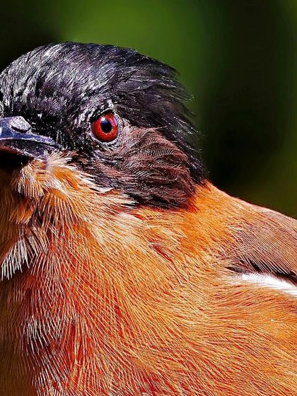 A close-up of a Rufous Sibia. The fiery red eye and the contrast between its black cap and rich rufous body are the main features of this intense portrait.