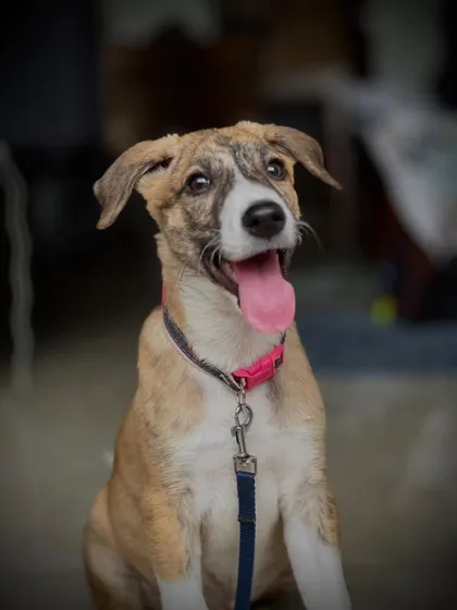 This is Reva, a gorgeous little pupper who is all joy and playfulness. She is a perfect example of the healthy, happy dogs our community rescues and fosters. She is waiting for a family to call her own.