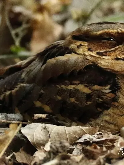 The Large-tailed Nightjar, perfectly camouflaged amongst the leaf litter. These nocturnal birds are masters of disguise, and finding one roosting during the day is a special treat.