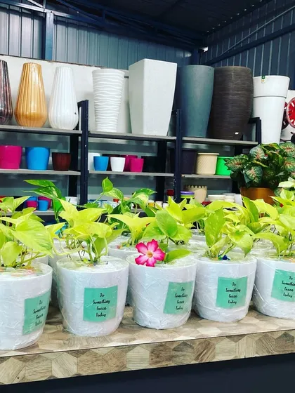 Here’s a look at a large corporate order getting ready for dispatch. Each plant is carefully potted and wrapped, showing how I handle bulk requests with a personal touch. This is a great sustainable gift for employee appreciation, client thank-yous, or company events.