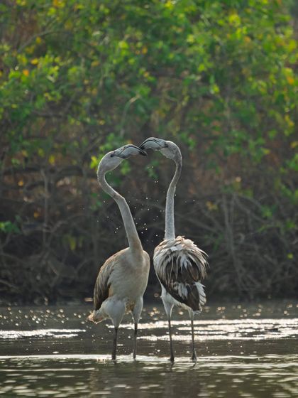 The Avian World: Portraits of Indian Birds photo 8