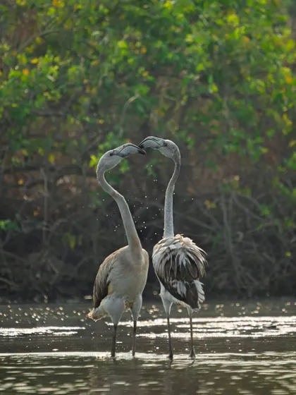 This looks like a loving embrace, but it's actually a territorial fight between two juvenile flamingos over feeding grounds. My films often explore these complex animal behaviors.