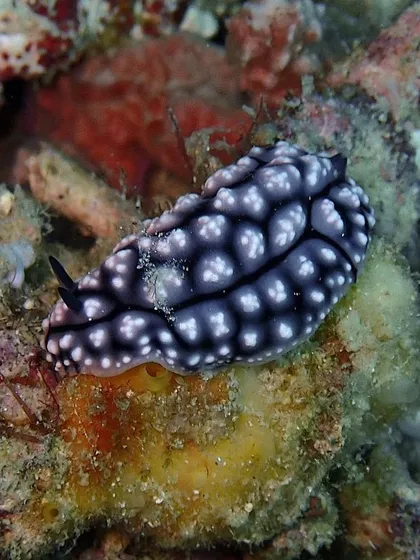While Sipadan is known for big fish, the surrounding islands like Mabul offer incredible macro life, like this beautiful Phyllidiella pustulosa nudibranch.