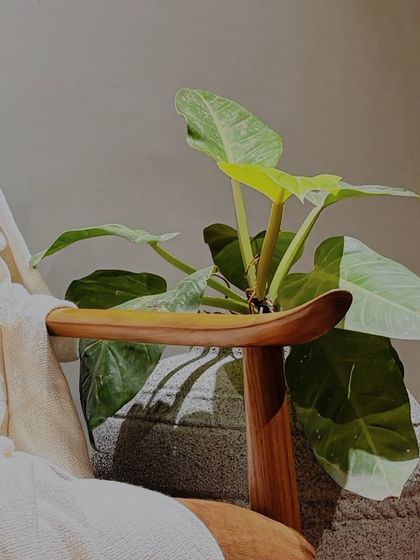 The sculpted armrest of one of my armchairs, showcasing the natural grain and warm tones of the teak wood. Each piece is shaped by hand.