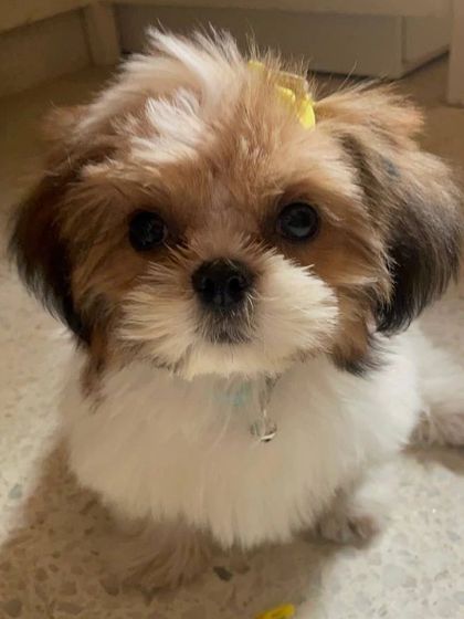 Zoella Dog Training - Puppy Foundation Training Welcome to the Pack! photo 28