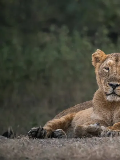A portrait of a lioness at rest, her calm demeanor belying the strength within. Her direct gaze connects with the viewer, offering a moment of shared existence.