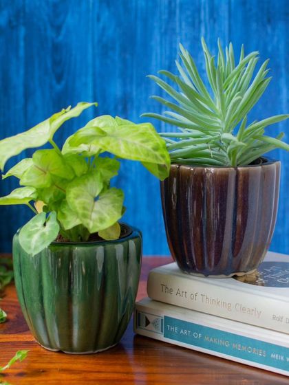 Thorny Affair - Pots & Planters Artisanal Ceramic Planters photo 45