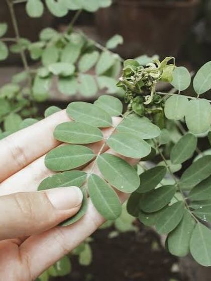 The Magic of Indigo Dyeing photo 4