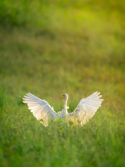 An egret with its wings spread wide in a field of green grass. The backlighting makes its feathers glow, creating an almost divine or angelic appearance.