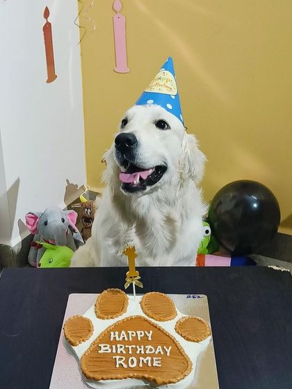 A close-up of Rome, the happy birthday boy. Our cakes are designed to make your dog feel like the king or queen of their special day.
