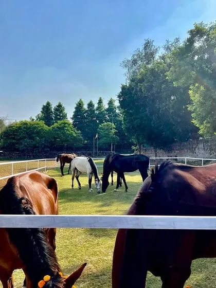 Our spacious and secure paddocks are the heart of our farm. Here, your pets have plenty of room to explore, graze, and simply enjoy being in nature under the watchful eye of our trained staff.