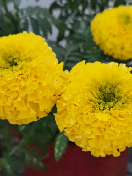These marigolds look so beautiful with morning dew on them.