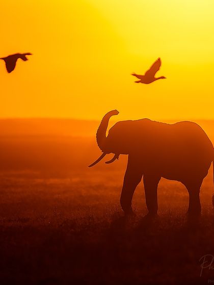 An elephant raises its trunk against the setting sun, with two Egyptian geese flying past. This is a moment of perfect timing and composition.