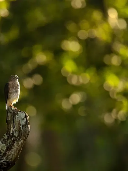 A Shikra perched on a dead tree stump, captured with two different compositions. One is a tight portrait, while the other uses the beautiful background bokeh to create an artistic, atmospheric shot.