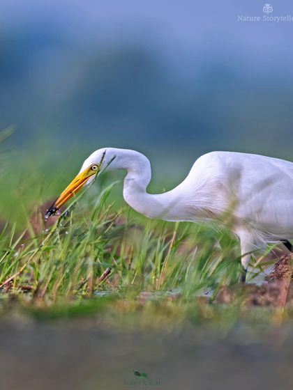 A Median Egret, its neck gracefully curved, catches an insect in the marshy grasses.