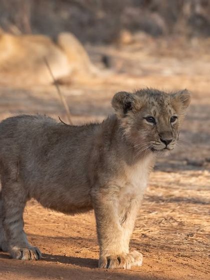 An adorable Asiatic lion cub in Gir National Park.