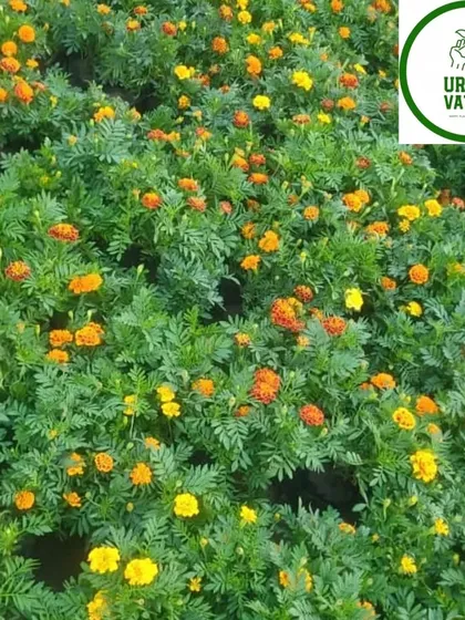 A field of beautiful marigold flowers at my nursery, a classic choice for sunny gardens.