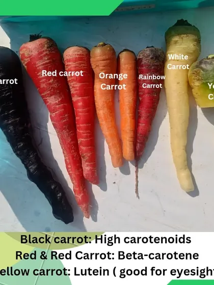 We love introducing clients to unique and healthy vegetable varieties. This image displays a spectrum of carrots we help grow, from black and red to yellow and rainbow, each with its own nutritional benefits.