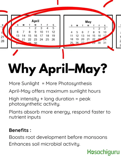 Why April-May? This period offers maximum sunlight, which means peak photosynthetic activity. The plants absorb more energy and respond faster to the nutrients we provide, boosting root development before the rains.