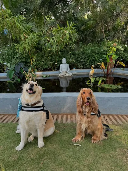 A day out with friends at a pet-friendly cafe. Posto and his friend enjoying the serene atmosphere.