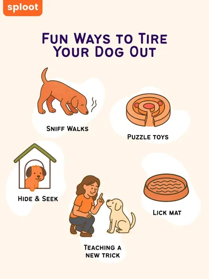 A tired dog is a happy dog. Here are five fun ways to tire your dog out that go beyond just a walk, including sniff walks, puzzle toys, and teaching a new trick.
