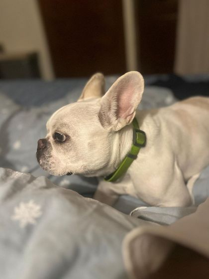 Fleur, one of our cherished regular guests, looking thoughtful during her stay. It's a privilege to be a trusted second home for so many wonderful dogs.