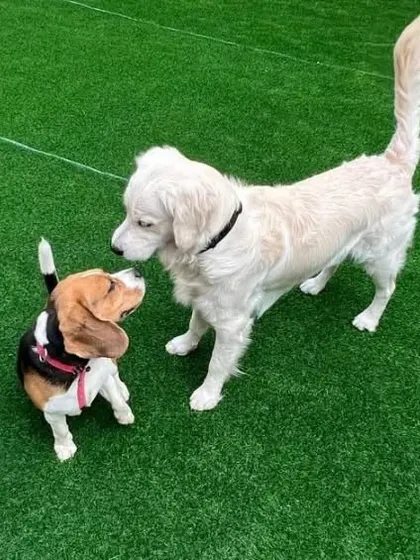 Socialization is a big part of the fun here. I supervise all interactions to ensure dogs of all sizes, like this beagle and golden retriever, can meet and play safely.
