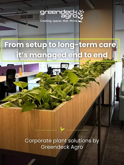 For modern workspaces, I provide end-to-end solutions. This custom planter filled with Golden Pothos acts as a natural, air-purifying divider between desks, demonstrating how I handle everything from setup to long-term care.