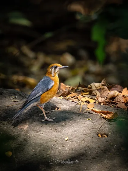 An Orange-headed Thrush foraging on the forest floor among fallen leaves. The dappled light creates a beautiful, natural atmosphere for this ground-dwelling bird.
