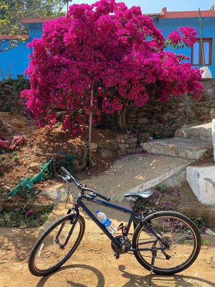 A bike parked next to a brilliant bougainvillea bush against a bright blue wall. The vibrant colors of the local villages are a highlight of our cycling tours.