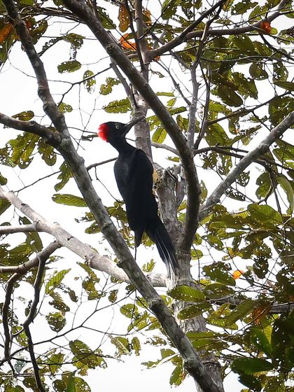 Hornbills, Kingfishers & Forest Jewels photo 11