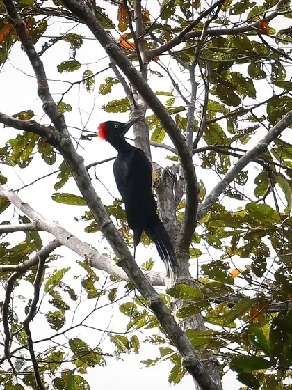 The drumming sound of the White-bellied Woodpecker is what I remember most from this encounter in the Bornean rainforests. As one of the largest woodpecker species in the world, its presence is as powerful as its distinctive call.