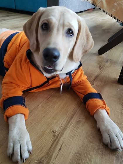 Petspace - Dog Daycare More Than Guests, They're Family photo 5