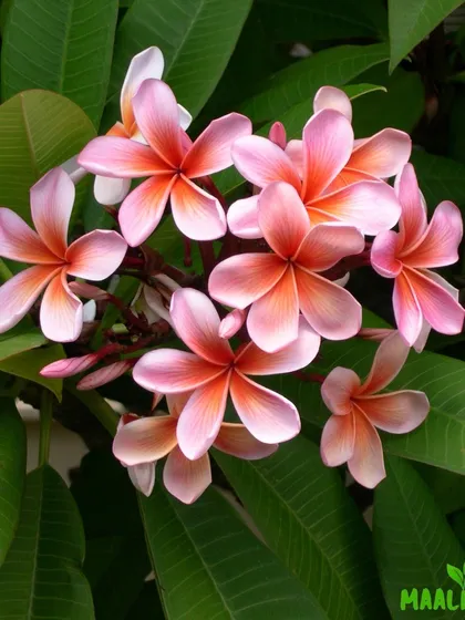 A key part of my service is ensuring your flowering plants produce beautiful blooms. This close-up of a healthy Plumeria, or Champa, shows the vibrant results of proper seasonal care, pruning, and nutrition, which I can bring to your garden.
