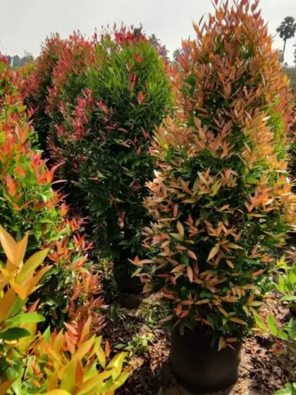 Syzygium 'Christina' shrubs, known for their colorful new growth in shades of red and orange. These are excellent for creating dense, colorful hedges.