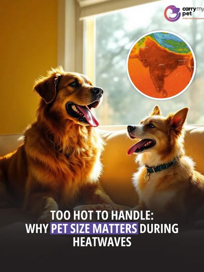 CarryMyPet - Pet Travel & Parenting Consultation Animal Welfare & Advocacy photo 31