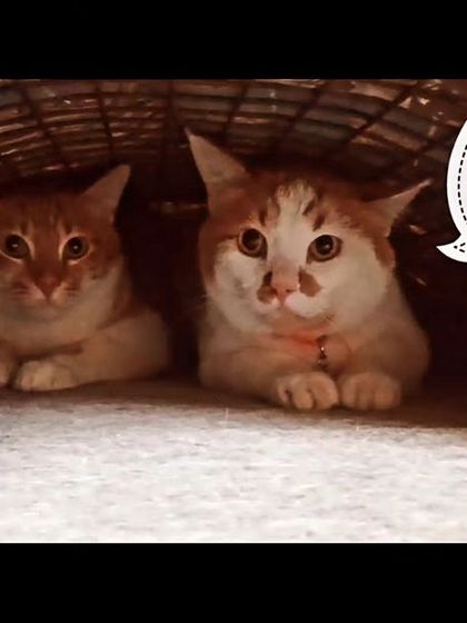 A duplicate image of the two cats having a chat.