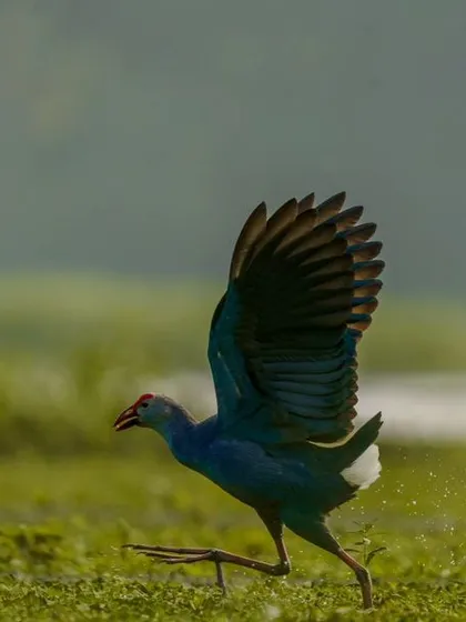 Another action shot of the running Swamphen, its wings flared for balance.
