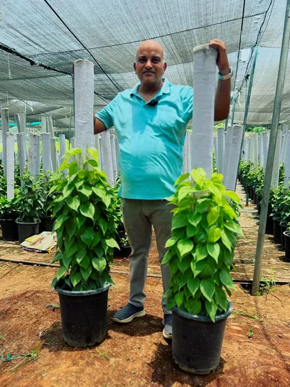 Another look at our tall, healthy Money Plants. We ensure each plant is well-established and lush before it leaves our nursery, providing an instant green transformation for your space.