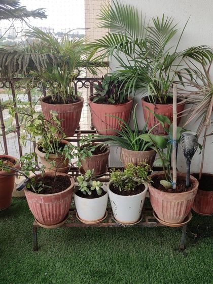 Make My Garden - Nursery & Gardening Store (Retail) Garden Design & Makeovers photo 5