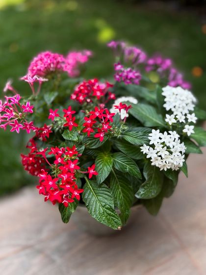 A beautiful pot filled with a mix of red, pink, and white Pentas. These flowers are also known as Egyptian stars and are great for attracting butterflies to your garden.