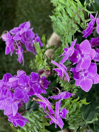 A stunning purple Phalaenopsis orchid, showcasing the intricate patterns and vibrant colors that make these plants such a popular choice for indoor decor and gifts.